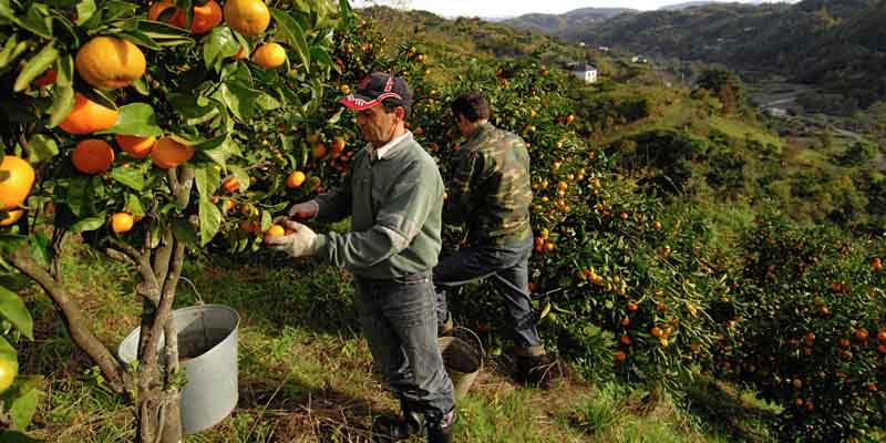 Сбор цитрусовых и фруктов в Испании
