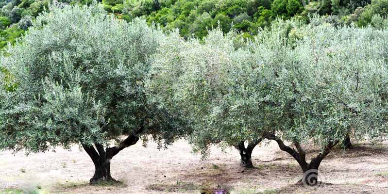 Покупки в Греції: оливки та олія 